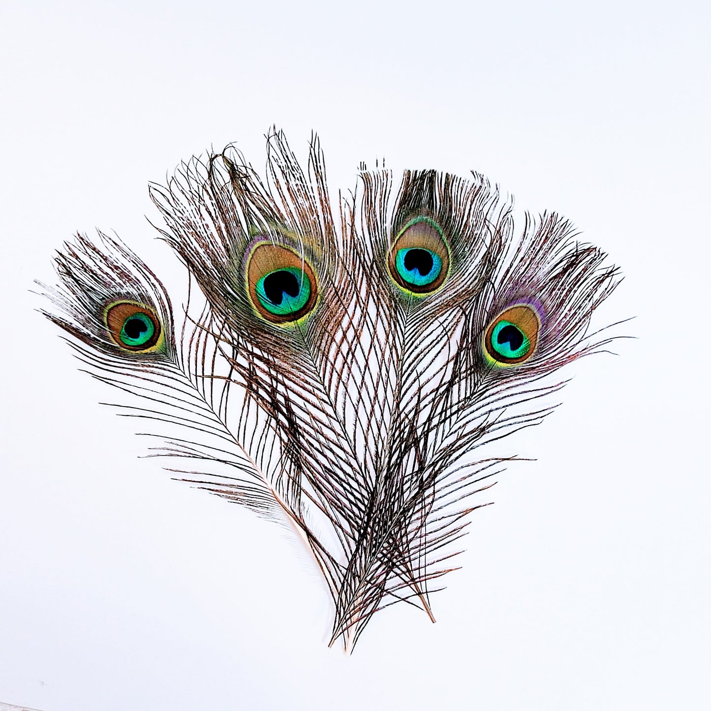 4 Plumas